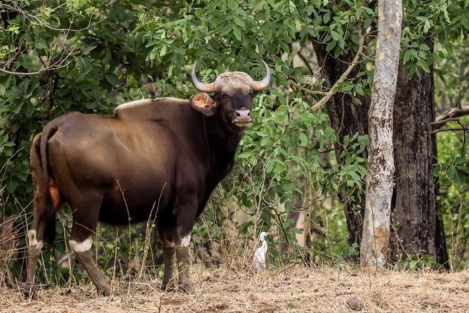 All Inclusive 5 Nights 6 Days Adventure in Central India for the Elusive Tiger - Schedule and Availability