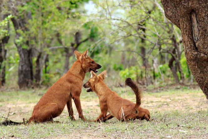 All Inclusive 5 Nights 6 Days Adventure in Central India for the Elusive Tiger - Wildlife Sightings
