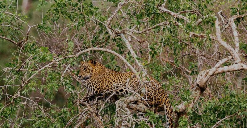 All-Inclusive Afternoon Yala Safari With Beach BBQ Dinner - Key Points