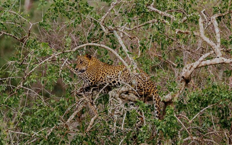 All-Inclusive Afternoon Yala Safari With Beach BBQ Dinner - Beach BBQ Dinner