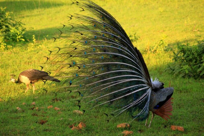 All-Inclusive Afternoon Yala Safari With Beach BBQ Dinner - Booking and Cancellation Policy