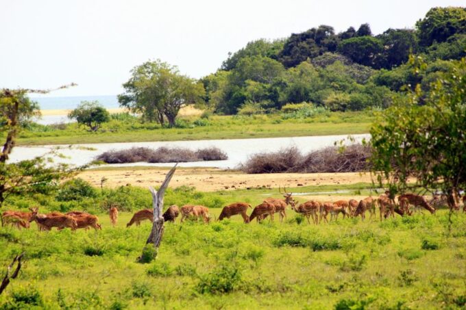 All-Inclusive Afternoon Yala Safari With Beach BBQ Dinner - Frequently Asked Questions