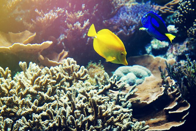 All Inclusive Bali Blue Lagoon Snorkeling With Lunch and Transport - Tour Inclusions and Information