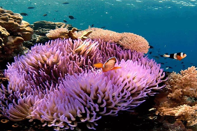 All Inclusive Bali Snorkeling Blue Lagoon Tour Experience - Pickup and Booking Details