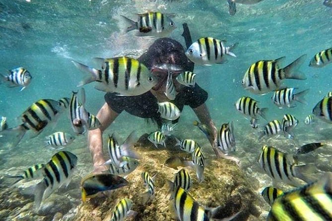 All Inclusive Bali Snorkeling Blue Lagoon Tour Experience - Diverse Marine Life