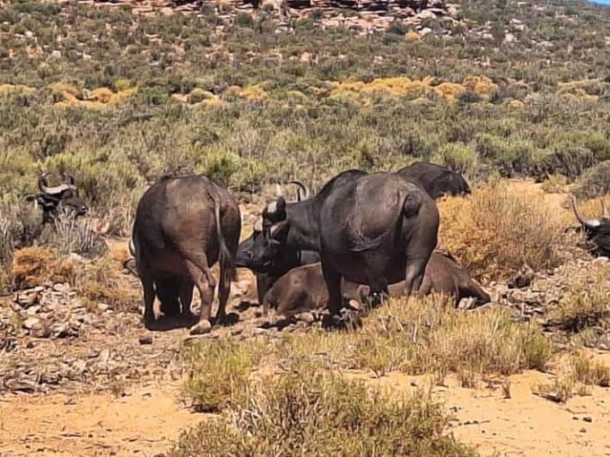 All-inclusive Big 5 Aquila Safari Game Drive Experience - Departure and Arrival