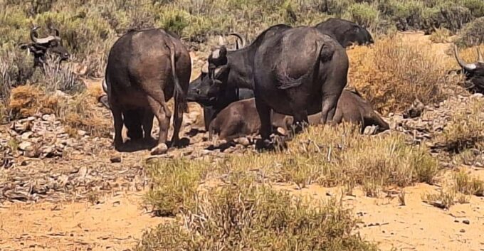 All-inclusive Big 5 Aquila Safari Game Drive Experience - Scenic Stops