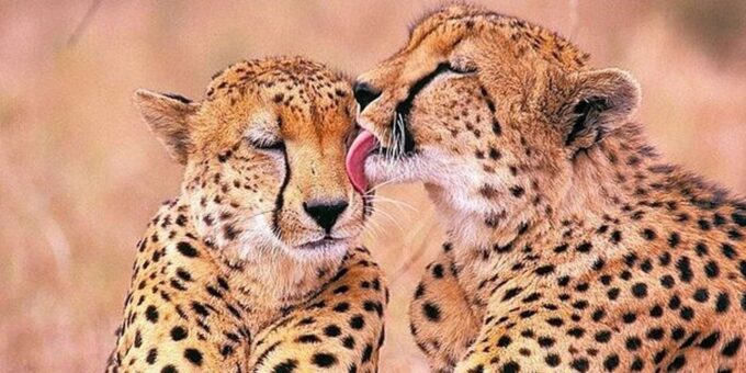 All-inclusive Big 5 Aquila Safari Game Drive Experience - Dining and Relaxation