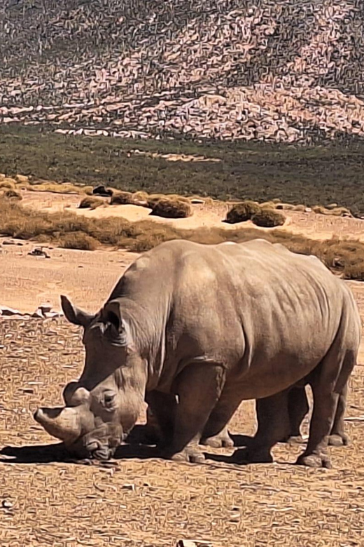 All-inclusive Big 5 Aquila Safari Game Drive Experience - Key Points