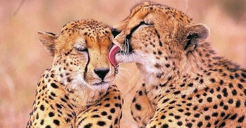 All-inclusive Big 5 Aquila Safari Game Drive Experience - Itinerary and Tour Details