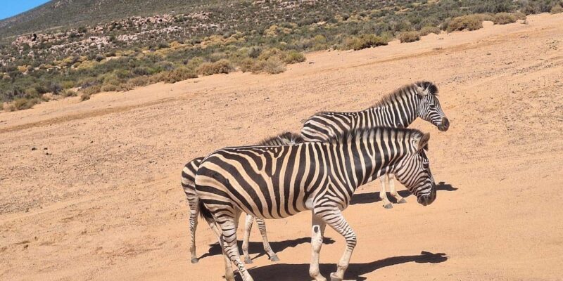All-inclusive Big 5 Aquila Safari Game Drive Experience - Travel to the Game Reserve