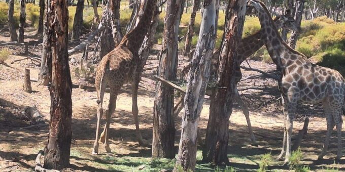 All-inclusive Big 5 Aquila Safari Game Drive Experience - Pickup and Meeting Locations
