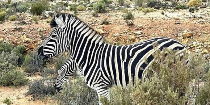 All-inclusive Big 5 Aquila Safari Game Drive Experience - Additional Booking Information