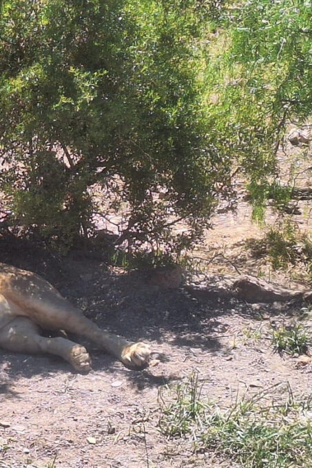 All-inclusive Big 5 Aquila Safari Game Drive Experience - Frequently Asked Questions