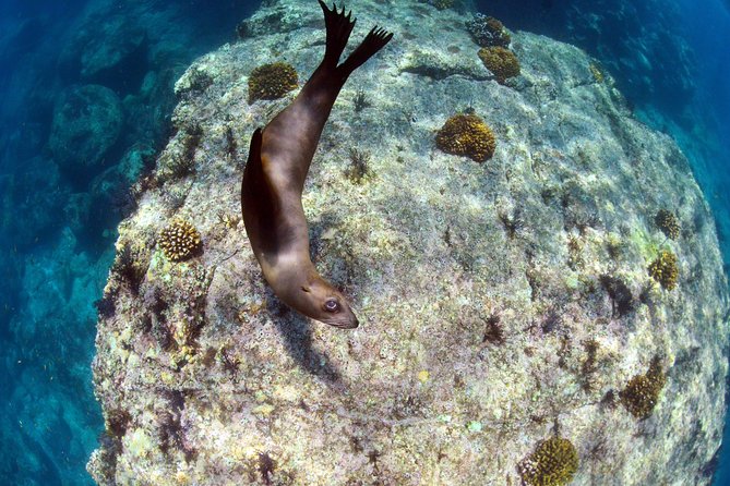 All-Inclusive Catamaran Tour | Beaches & Sea Lions From Los Cabos - Personalized Service and Comfort