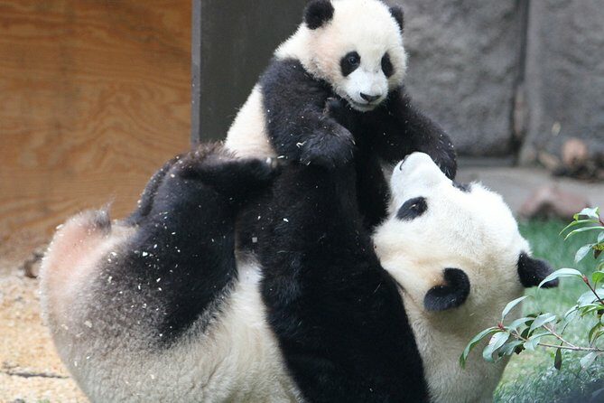 All-inclusive Day Tour: Mutianyu Great Wall & Beijing Panda Zoo with Local Lunch - FAQs