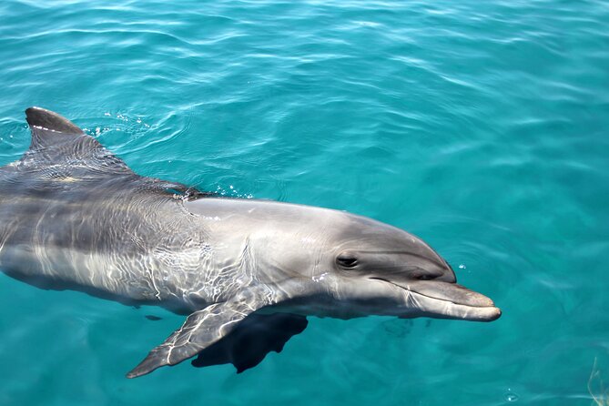 All-Inclusive Dolphin & Tangalooma Wrecks Day Cruise Brisbane - Onboard Catering and Refreshments