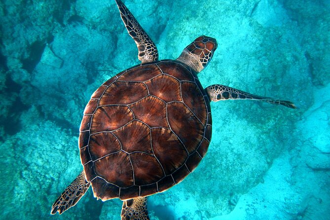 All-Inclusive Dolphin & Tangalooma Wrecks Day Cruise (Gold Coast Transfer) - Tour Operator and Pricing