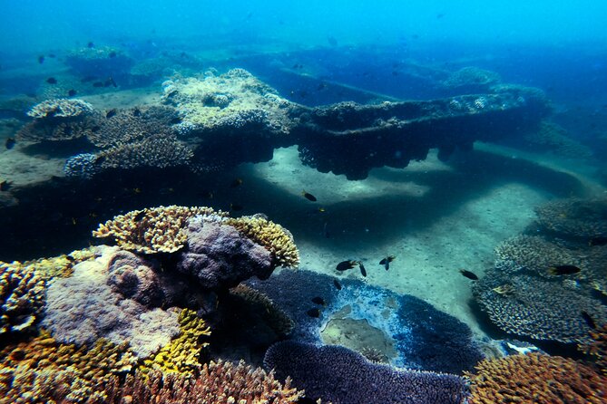 All-Inclusive Dolphin & Tangalooma Wrecks Day Cruise (Gold Coast Transfer) - Highlights of the Experience