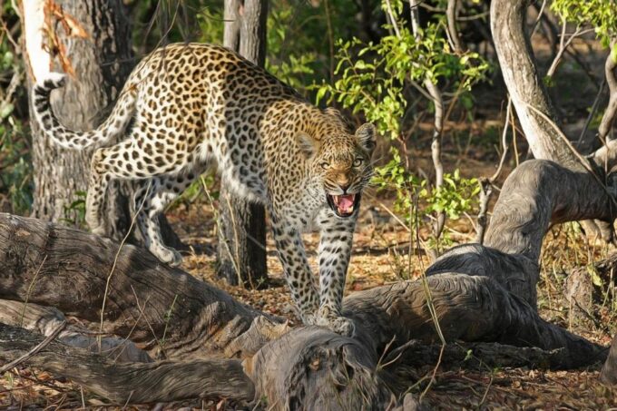 All Inclusive Ella Scenic Train Journey With Yala Safari - Flexible Travel Plans