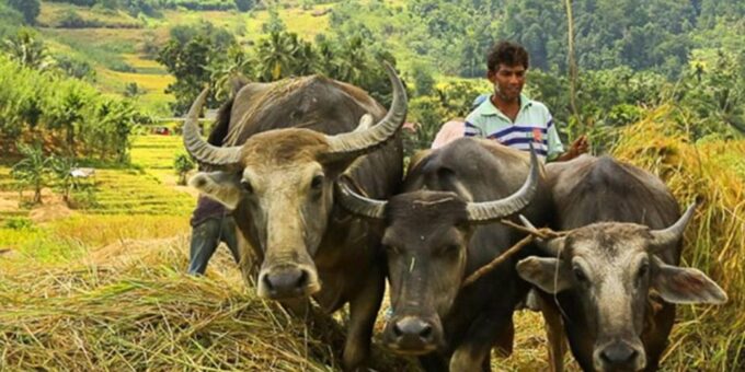 All-Inclusive Etili Village Discovery With Traditional Lunch - Frequently Asked Questions