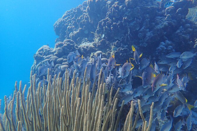 All-Inclusive Full-Day Hol Chan Snorkeling Tour - Marine Life and Experience