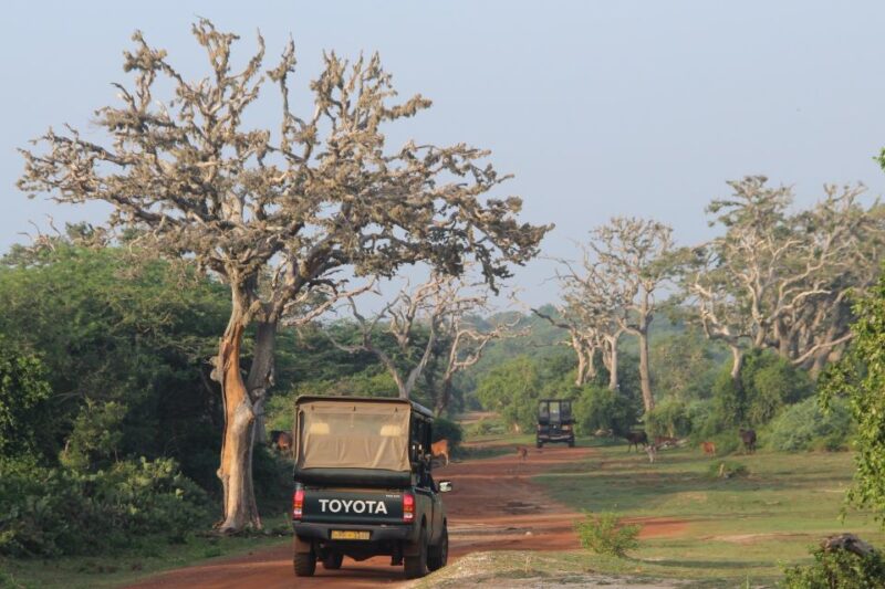 All-Inclusive Full-Day Safari at Bundala With Picnic Lunch - Tour Highlights
