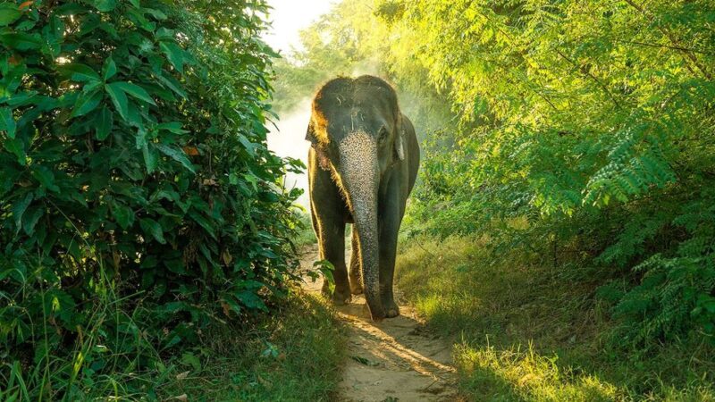 All-Inclusive Full-Day Safari at Bundala With Picnic Lunch - Bundala National Park