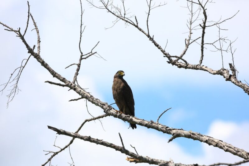All-Inclusive Full-Day Safari at Bundala With Picnic Lunch - Game Drive Experience