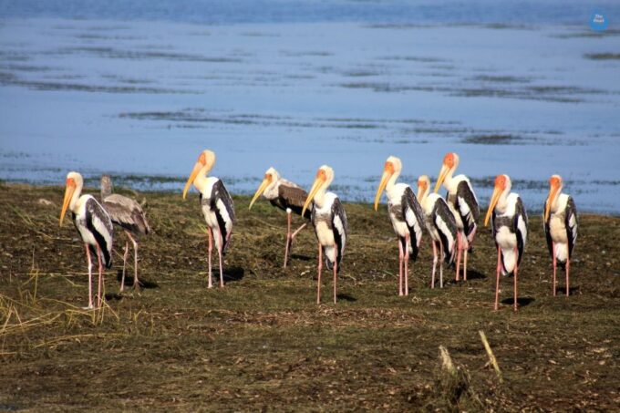 All-Inclusive Full-Day Safari at Bundala With Picnic Lunch - Cancellation and Restrictions