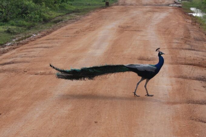 All-Inclusive Full-Day Safari at Bundala With Picnic Lunch - Frequently Asked Questions