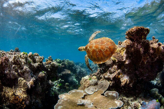 All Inclusive Great Barrier Reef Cruise w optional Scuba Diving - Cost and Value: Is It Worth It?