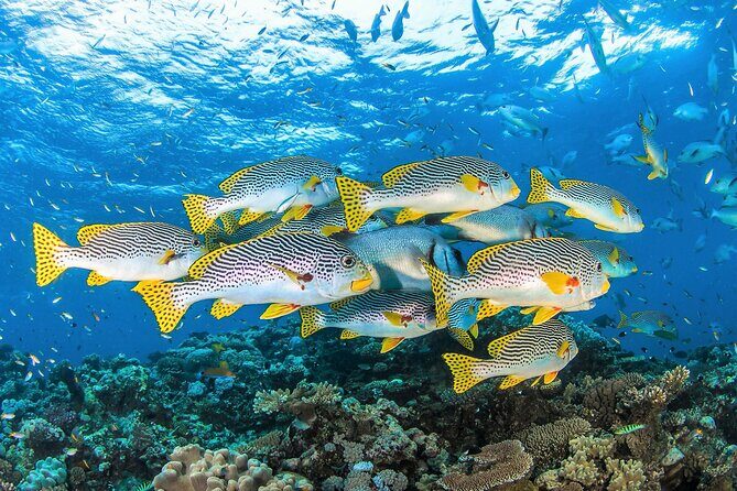 All Inclusive Great Barrier Reef Cruise w optional Scuba Diving - The Verdict: Who Will Love This Tour?