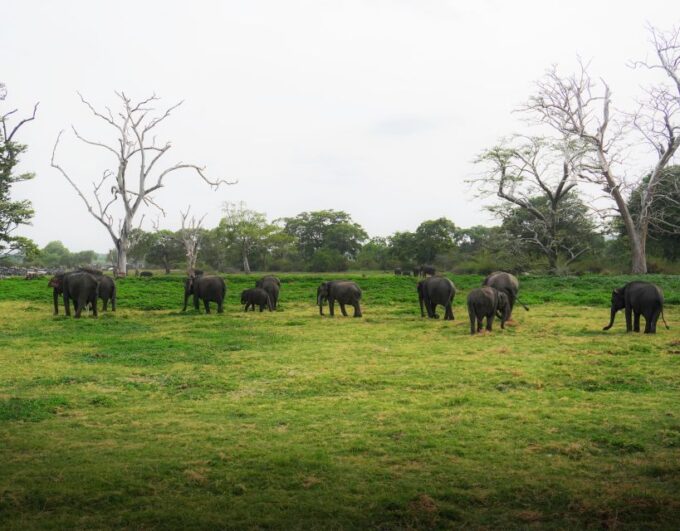 All-Inclusive Habarana Hurulu Eco Park Privet Halfday Safari - Frequently Asked Questions