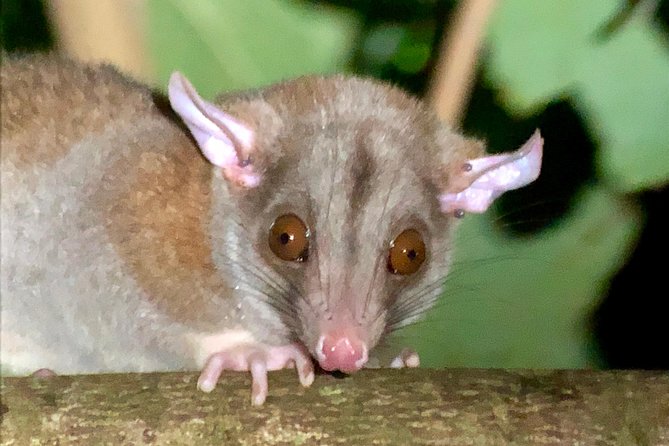 All-Inclusive Jungle Night Tour - Traveler Reviews and Feedback