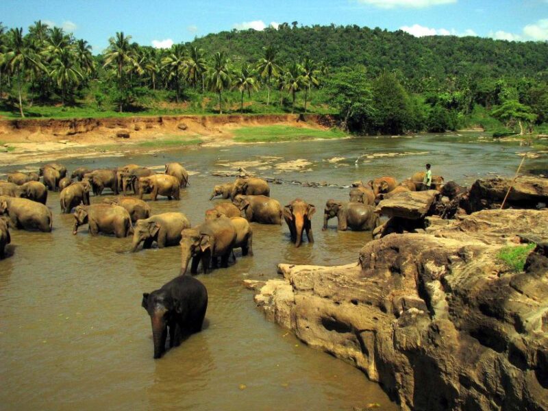 All Inclusive - Kandy and Pinnawala Private Full–Day Tour - Itinerary Highlights