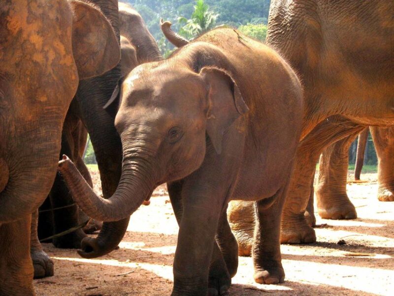 All Inclusive - Kandy and Pinnawala Private Full–Day Tour - Pinnawala Elephant Orphanage