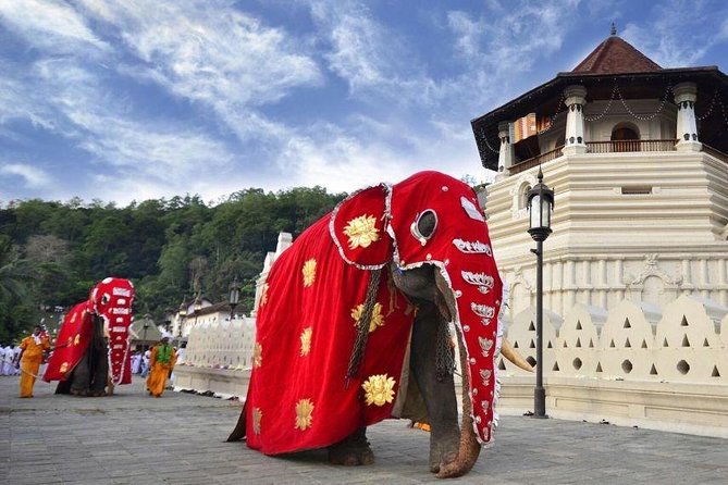 All Inclusive Kandy Private Day Tour From Colombo and Negombo - Exploring Kandys Botanical Gardens