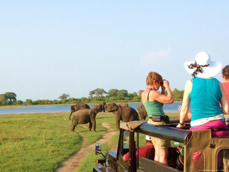 All-Inclusive Minneriya National Park Afternoon Safari - Key Points