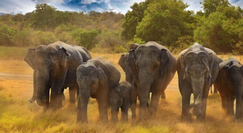 All-Inclusive Minneriya National Park Afternoon Safari - Pickup and Transportation