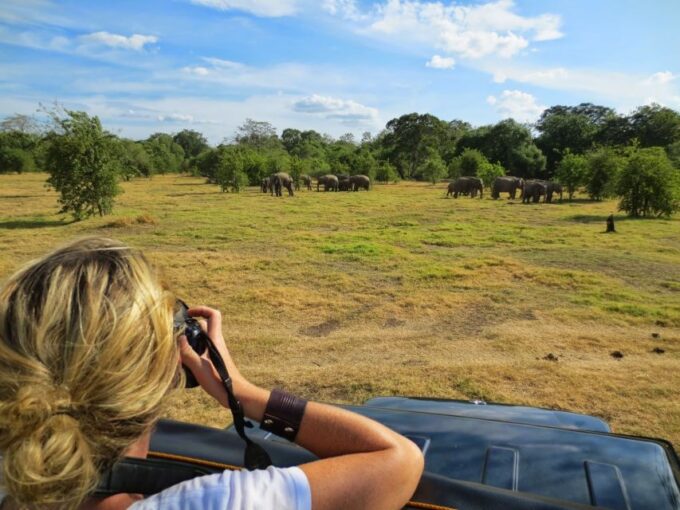 All-Inclusive Minneriya National Park Afternoon Safari - Booking and Availability