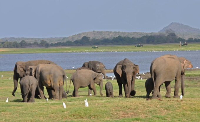 All-Inclusive Minneriya National Park Afternoon Safari - Frequently Asked Questions