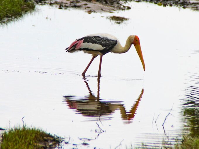 All-Inclusive Minneriya National Park Afternoon Safari - Recap