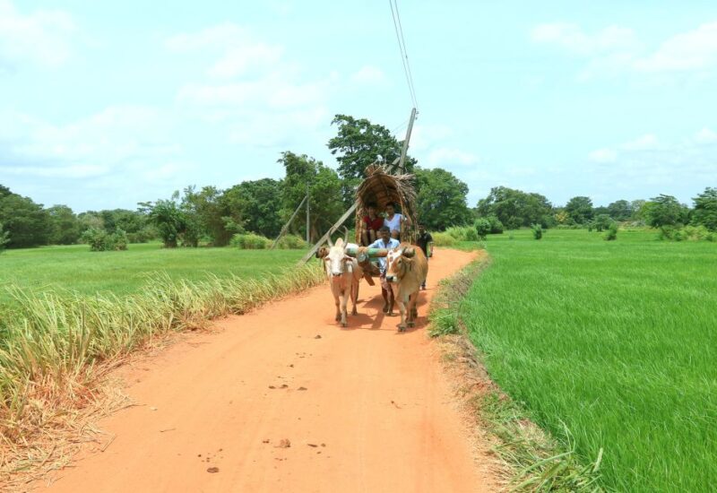 All Inclusive Minneriya National Park & Hiriwadunna Village - Captivating Canoe Ride