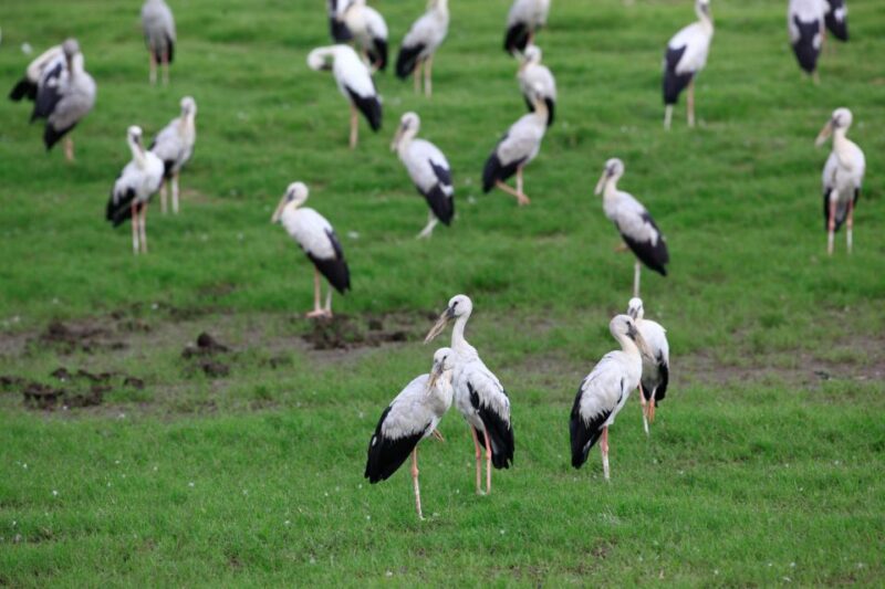 All Inclusive Minneriya National Park & Hiriwadunna Village - Authentic Local Lunch