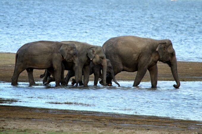 All Inclusive Minneriya National Park & Hiriwadunna Village - Cancellation Policy