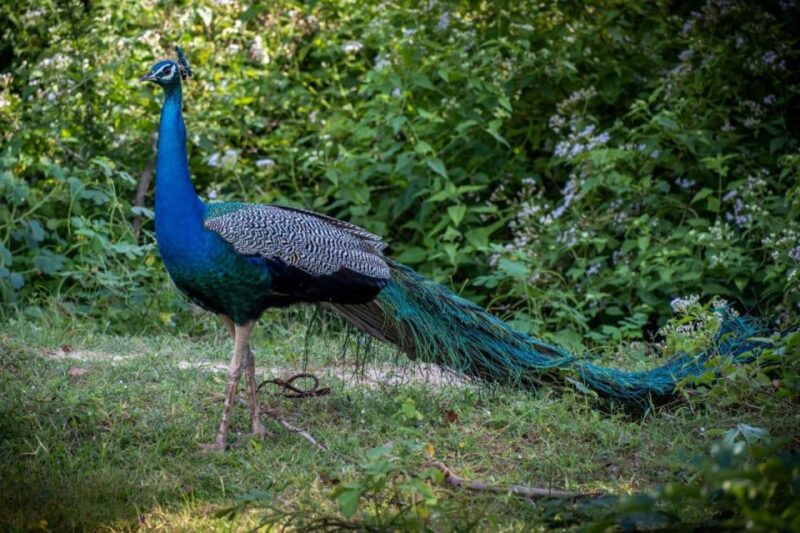 All Inclusive Minneriya or Eco National Park Half Day Safari - Wildlife and Natural Highlights