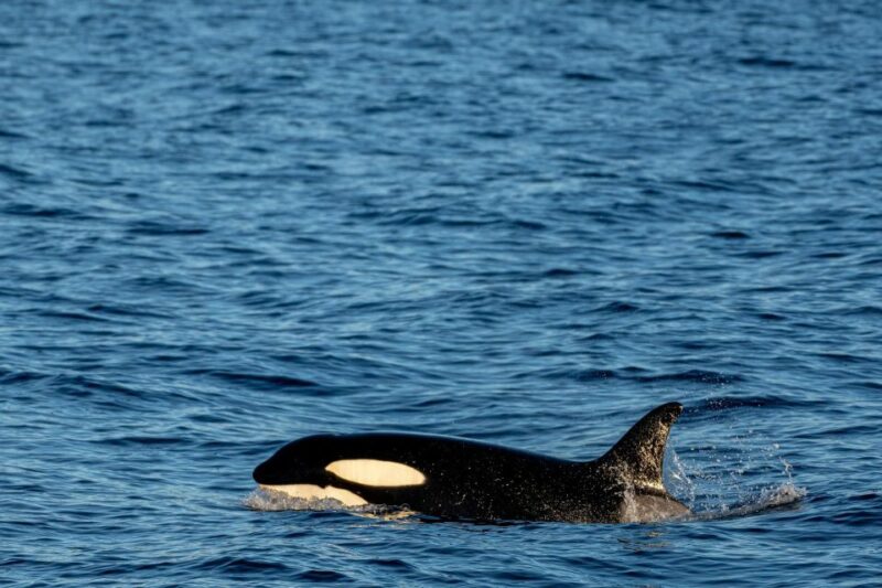 All Inclusive Mirissa Whale and Dolphin Watching Boat Ride - Live Tour Guide