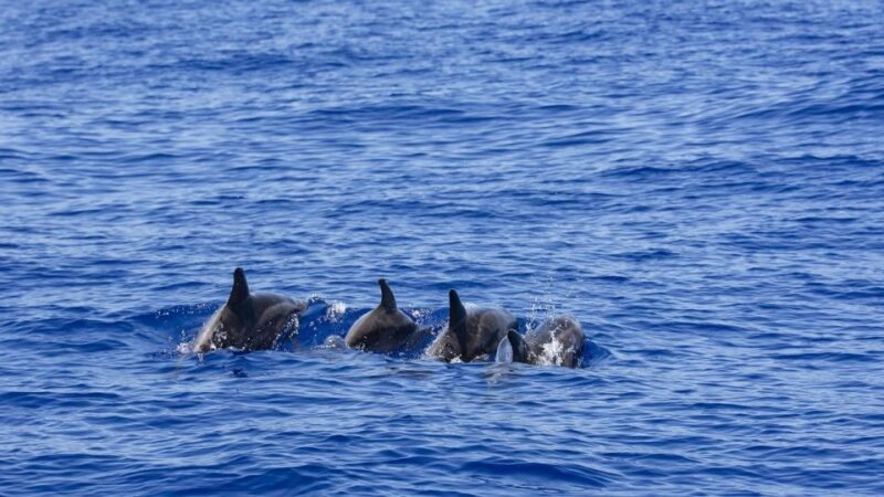 All Inclusive Mirissa Whale and Dolphin Watching Boat Ride - Wheelchair Accessibility