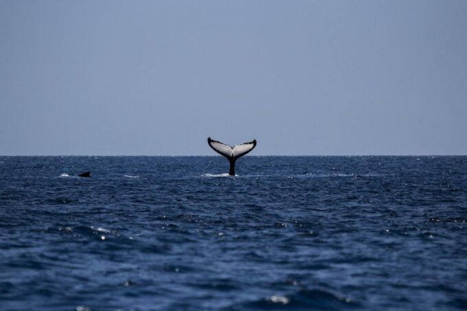 All Inclusive Mirissa Whale and Dolphin Watching Boat Ride - Booking Information